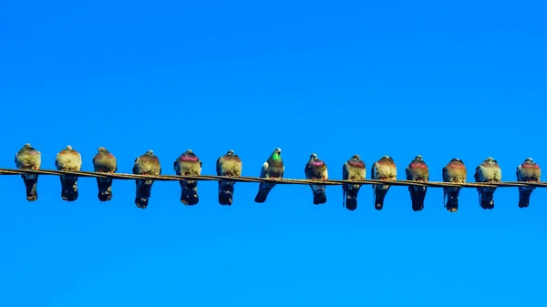 Pombos Sentam Fios Electic Fundo Azul Céu Conceito Negócio Espaço — Fotografia de Stock