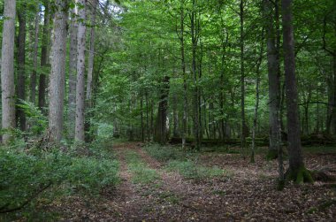 Yeşillik bitkilerle dolu güzel bir ormanın dramatik görüntüsü..
