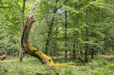 Ormandaki yüksek ağaç gövdesi kırılmış. Kırık ağaç gövdesi. Kavram ve arkaplan.