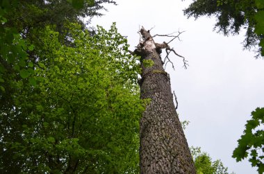 Ormandaki yüksek ağaç gövdesi kırılmış. Kırık ağaç gövdesi. Kavram ve arkaplan.