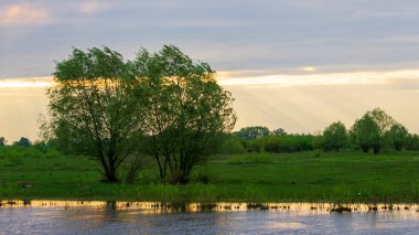 Gün batımında nehir kenarında iki yeşil ağaç. Doğa arkaplanı.