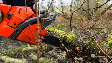 Elektrikli testereli adam yaşlı ağacı kesiyor. Doğa arkaplanı.