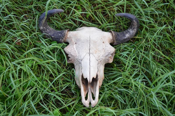 Bison Skull Horn Lies Green Grass Design Concept — Stock Photo, Image