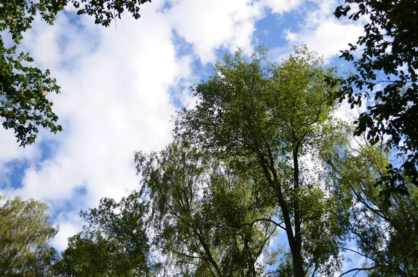 Árboles Verdes Enmarcando Soleado Cielo Azul Con Nubes Espacio Para — Foto de Stock