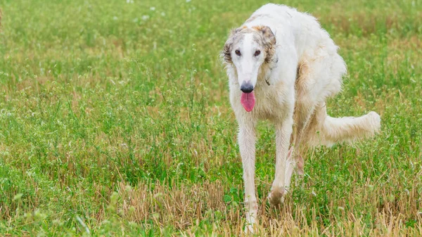 Caça Russa Branca Russkaya Psovaya Borzaya Passeio Campo Greyhound Natureza — Fotografia de Stock