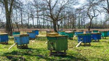 Beyaz akasya ormanı yakınlarındaki arılarda renkli ahşap arı kovanları ve arılar. Arıcılık ya da apikültür. Kırsal iş kavramı.