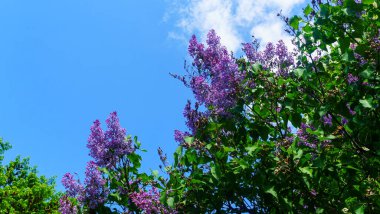 Baharda klasik mavi gökyüzüne karşı çiçek açan leylak rengi. Güneşli bir günde manzara. Metin için boşluk.