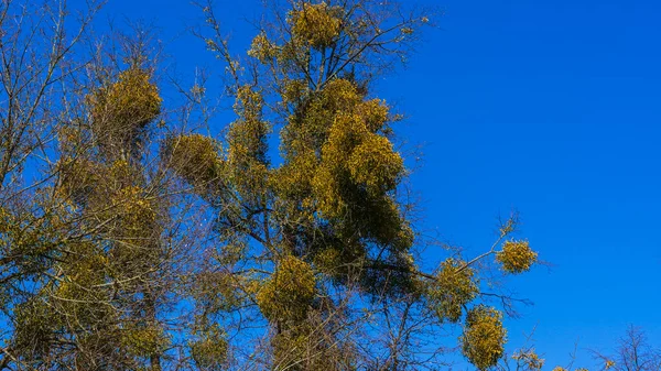 在经典的蓝色背景上的树枝上有黄色的寄生球 自然概念 案文的篇幅 — 图库照片