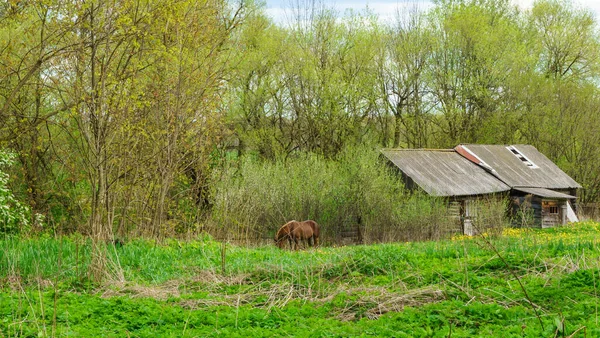 Casas Eslavas Tradicionais Abandonadas Madeira Cavalo Aldeia Bielorrússia — Fotografia de Stock
