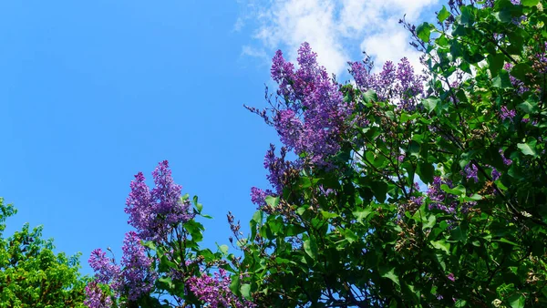 Baharda klasik mavi gökyüzüne karşı çiçek açan leylak rengi. Güneşli bir günde manzara. Metin için boşluk.
