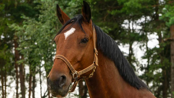 白い空に対するベイ馬の肖像画屋外 動物の概念 馬のテーマ — ストック写真