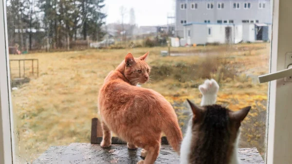 爱猫透过窗户望着他在街上散步的女朋友 情人节和动物的概念 动物主题 — 图库照片