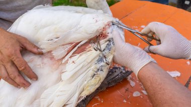Egzotik veteriner kırık kuğu kanadında ameliyat yapıyor. Veteriner tıbbı. Hayvanlara yardım eden doktor. Ortopedi ameliyatı. Vahşi yaşam veterineri.