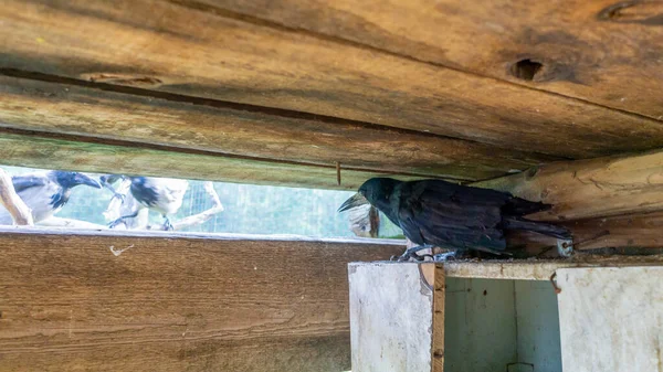 鳥小屋に羽のない病気のカラス 野生の鳥の救助 野生動物の概念の人間のケア 鳥のテーマ — ストック写真