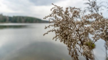Sakin gölün kıyısındaki kuru çimenler bulutlu havada ormanla çevrilidir. Soyut doğal arkaplan. Bataklık kuru çimenler rüzgarda savruluyor bulutlu havada sakin gölün kıyısında ormanla çevrili.