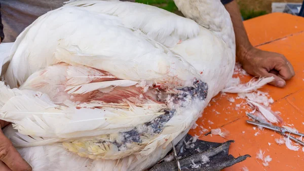 Egzotik Veteriner Kırık Kuğu Kanadında Ameliyat Yapıyor Veteriner Tıbbı Hayvanlara — Stok fotoğraf
