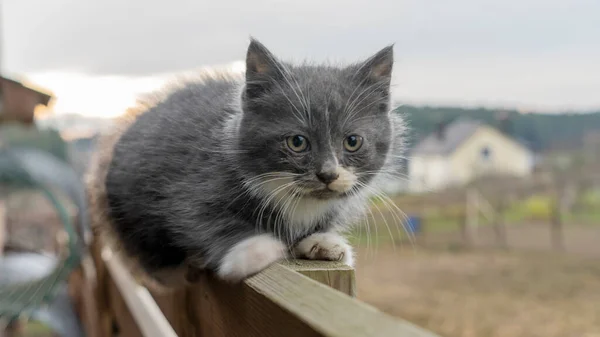 Kitty Ligt Het Hek Close Van Een Grijze Kat Liggend — Stockfoto