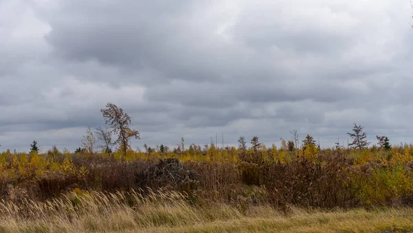 Осенняя Панорама Куча Молодых Деревьев Травянистое Поле Кустарников Серое Облачное — стоковое фото