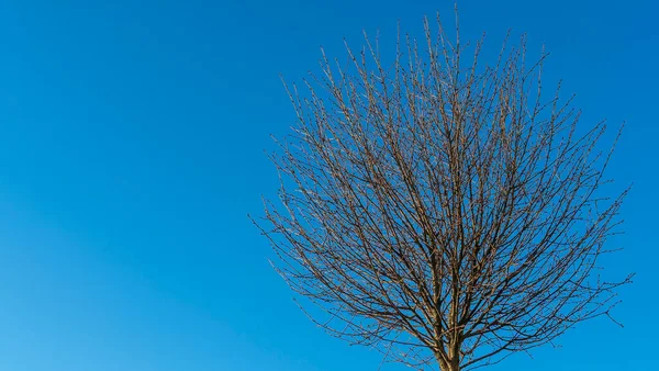 Runde Kronen Eines Dekorativen Bäumchens Ohne Blätter Vor Dem Hintergrund — Stockfoto