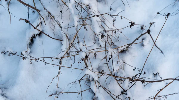 Winterlandschaft Äste Von Bäumen Und Sträuchern Schnee Winter Natur Hintergrund — Stockfoto