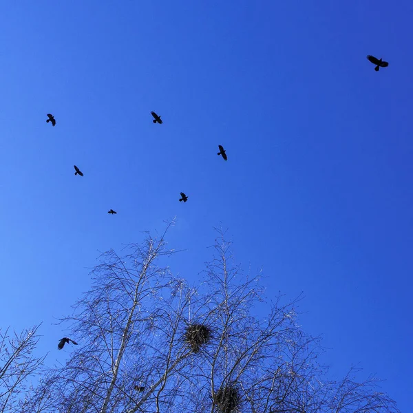 在蓝天和鸟儿的映衬下 稀疏的树枝 自然保护 案文的篇幅 — 图库照片