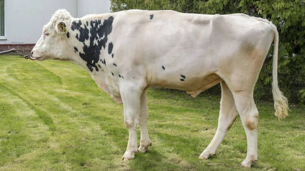 Tribal Bull on the farm. The white bull is a producer of the Holstein breed in the exhibition stand. Farm business concept.