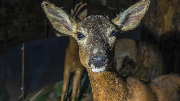 A stuffed female deer looks at us. Dummy of doe as a hunting trophy. Wildlife concepts.