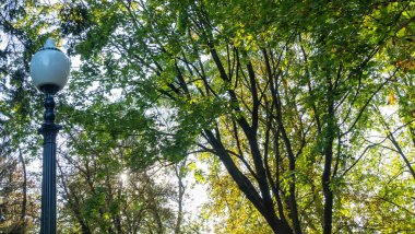 Yaz yeşilliklerinde sokak feneri. Güneş ışığı. Gün boyunca parktaki sokak lambası kapalı..