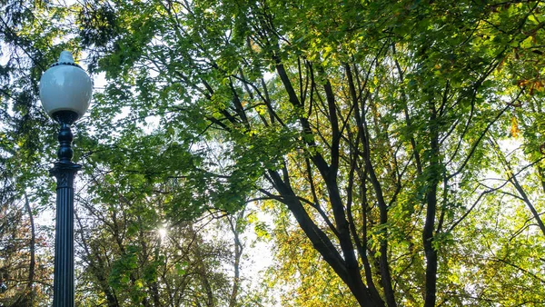 Yaz yeşilliklerinde sokak feneri. Güneş ışığı. Gün boyunca parktaki sokak lambası kapalı..