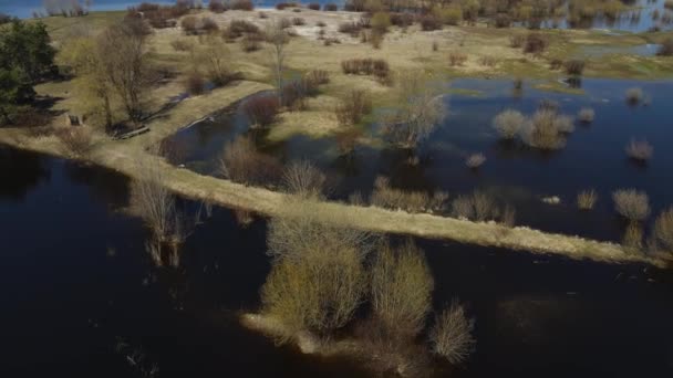 Затопленные Деревья Период Высокой Воды Деревья Воде Пейзаж Весенним Затоплением — стоковое видео