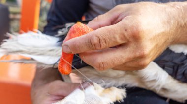Yaralı bir leyleğin veterineri tarafından yapılan tıbbi muayene. Tek bacaksız ağustos böceği. Seçici odaklı bacak bandajı ile yakın plan..