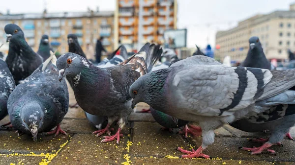 Crowd Pigeons Gathered Feeding Business Finance Concept Urban Background — Stock Photo, Image