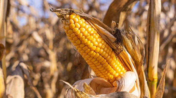 Oreja Amarilla Maíz Fondo Los Tallos Secos Concepto Agrícola — Foto de Stock