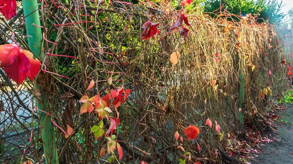 울타리에 포도의 빛깔의 10월 11월 화창한 따뜻한 — 스톡 사진