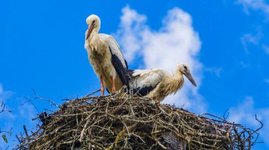 Mavi gökyüzü arka planında iki leylek yuvada oturuyor. Kırsal alan. Ekolojik, hayvansal ve aile kavramı. Hayvan teması.