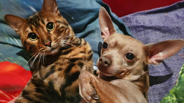 Ung Bengalisk Katt Och Leksak Terrier Hund Tillsammans Sängen Katt — Stockfoto