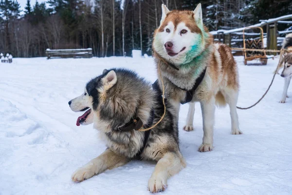 Twee Siberische Husky Grappige Gezichten Winterachtergrond Mooie Honden Dierlijk Concept — Stockfoto