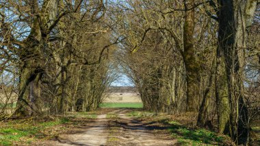 Ormanda yeşil ağaçlar olan patika yolu. Parkta güzel bir ara sokak. Doğa konsepti. Metin için boşluk.