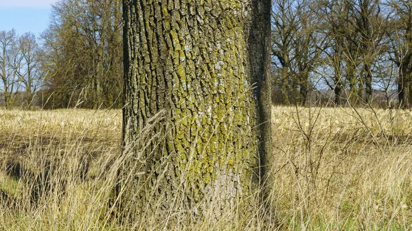 Paysage Rural Pittoresque Tronc Arbre Avec Fond Abstrait Herbe Jaune — Photo