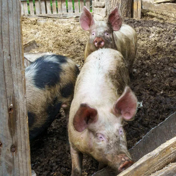 Porcos Domésticos Gado Grande Grupo Porcos Jogando Juntos Uma Espera — Fotografia de Stock