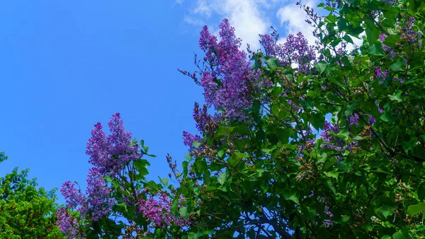 Lilas Fleurs Contre Ciel Bleu Classique Printemps Paysage Mai Par — Photo