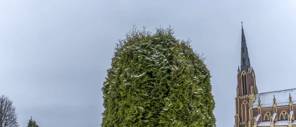 Närbild Grön Arborvitae Mot Molnig Himmel Och Den Höga Spiran — Stockfoto