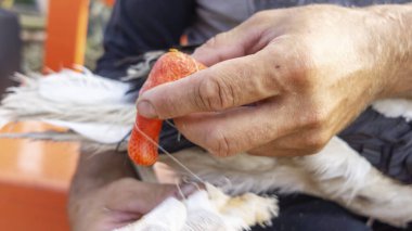 Yaralı bir leyleğin veterineri tarafından yapılan tıbbi muayene. Tek bacaksız ağustos böceği. Seçici odaklı bacak bandajı ile yakın plan..
