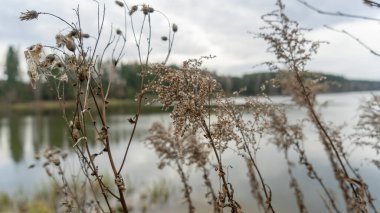 Sakin gölün kıyısındaki kuru çimenler bulutlu havada ormanla çevrilidir. Soyut doğal arkaplan. Bataklık kuru çimenler rüzgarda savruluyor bulutlu havada sakin gölün kıyısında ormanla çevrili.