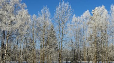 Mavi gökyüzüne karşı karla kaplı ağaç dalları. Ağaçlar kar ve mavi gökyüzüne karşı istifle kaplıdır. Doğa geçmişi. Ağaç dalları beyaz buzla kaplıdır..