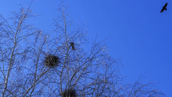 ヨーロッパのジャック ドウ鳥のコロニー 暗い曇った空に対して裸の木の上に高く巣を作るジャックドーのコロニー 鳥類学の概念 — ストック写真