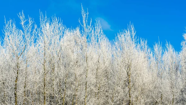 Paysage Hivernal Branches Arbres Buissons Dans Neige Hiver Nature Fond — Photo