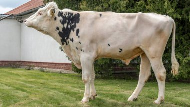 Çiftlikteki kabile boğası. Beyaz boğa Holstein 'in gösteri standındaki bir prodüktörüdür. Çiftlik işi kavramı.