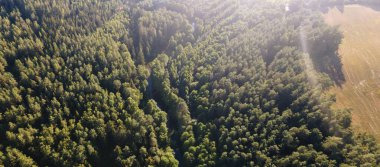 Yüksekten çam ormanı. Uçağı yemyeşil bir çam ormanının üzerinde..