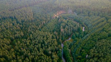 Yüksekten çam ormanı. Uçağı yemyeşil bir çam ormanının üzerinde..